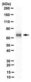Anti-TAP2 Antibody, clone 429.4 clone 429.4, from mouse