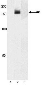 Anti-phospho-PDGFR&#945; (Tyr754) Antibody Upstate&#174;, from rabbit