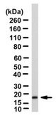 Anti-Praf2 (JM4) Antibody serum, from rabbit