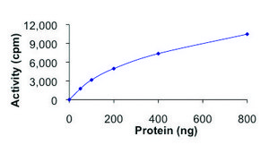 BUB1B, active, GST tagged human PRECISIO®, recombinant, expressed in baculovirus infected Sf9 cells, ≥70% (SDS-PAGE), buffered aqueous glycerol solution