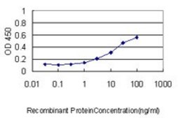 Monoclonal Anti-YBX1 antibody produced in mouse clone 4F12, purified immunoglobulin, buffered aqueous solution