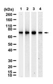 Anti-PABP-1 Antibody, clone 1D5 ZooMAb® Rabbit Monoclonal recombinant, expressed in HEK 293 cells