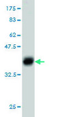 Monoclonal Anti-MKRN2 antibody produced in mouse clone 5F8, purified immunoglobulin, buffered aqueous solution
