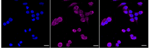 Anti Semaphorin 4D Antibody, clone 24GB1140, Rabbit Monoclonal clone 24GB1140, recombinant rabbit monoclonal, expressed in HEK293 cells