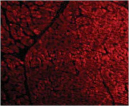 Anti-Tirap Antibody from rabbit, purified by affinity chromatography