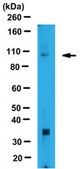 Anti-BICD2 Antibody from rabbit, purified by affinity chromatography