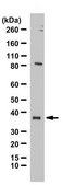 Anti-IMPACT from rabbit, purified by affinity chromatography