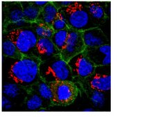 Anti-TRA-2-49 Antibody, Liver/Bone/Kidney Alkaline Phosphatase, clone TRA-2-49/6E clone TRA-2-49/6E, Chemicon®, from mouse