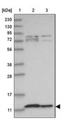 Anti-COA6 antibody produced in rabbit Prestige Antibodies® Powered by Atlas Antibodies, affinity isolated antibody, buffered aqueous glycerol solution