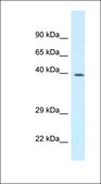 Anti-DPF3 antibody produced in rabbit affinity isolated antibody