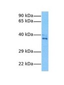 Anti-CCNG2 antibody produced in rabbit IgG fraction of antiserum