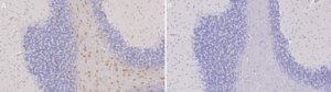 抗Aspa/Nur7抗体 from rabbit, purified by affinity chromatography
