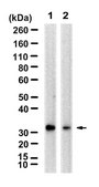 Anti-LDLRAD3 Antibody, clone 2N16 ZooMAb® Rabbit Monoclonal recombinant, expressed in HEK 293 cells
