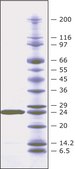 Lisostafina from Staphylococcus staphylolyticus BioUltra, ≥97% (SDS-PAGE), Protein 40-60 % by biuret, ≥2,000 units/mg protein