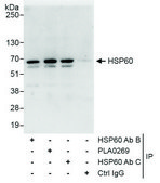 Rabbit anti-HSP60 Antibody, Affinity Purified Powered by Bethyl Laboratories, Inc.