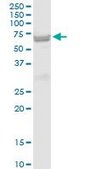 Anti-ST6GAL2 antibody produced in mouse purified immunoglobulin, buffered aqueous solution