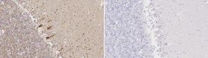Anti-Protein Gene Product 9.5 Antibody serum, Chemicon®