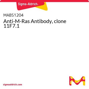 Anti-M-Ras Antibody, clone 11F7.1