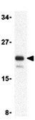 Anti-AES Antibody from rabbit, purified by affinity chromatography