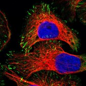 Anti-ZYX antibody produced in rabbit Prestige Antibodies® Powered by Atlas Antibodies, affinity isolated antibody, buffered aqueous glycerol solution