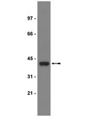 Anti-Gq/11α Antibody, CT Upstate®, from rabbit
