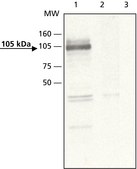 Anti-ApoER2 antibody produced in rabbit affinity isolated antibody, buffered aqueous solution