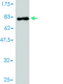 Monoclonal Anti-DDX6 antibody produced in mouse clone 3D2, purified immunoglobulin, buffered aqueous solution