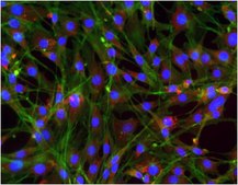 Anti-GAPDH Antibody, clone 6C5, Alexa Fluor™ 647 conjugate clone 6C5, from mouse, ALEXA FLUOR™ 647