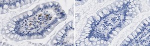 Anti-Interferon β Antibody, clone 4F5 ZooMAb® Rabbit Monoclonal recombinant, expressed in HEK 293 cells