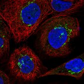 Anti-USO1 antibody produced in rabbit Prestige Antibodies® Powered by Atlas Antibodies, affinity isolated antibody, buffered aqueous glycerol solution