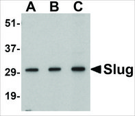 Anti-Slug (ab2) antibody produced in rabbit affinity isolated antibody, buffered aqueous solution