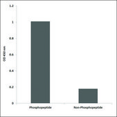 Anti-phospho-LIMK2 (pThr505) antibody produced in rabbit affinity isolated antibody