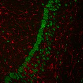 Anti-Rabbit IgG (H+L), highly cross-adsorbed, CF™ 680 antibody produced in goat ~2 mg/mL, affinity isolated antibody
