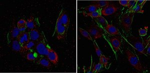 Anti-PSAT1 Antibody from rabbit, purified by affinity chromatography