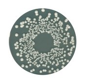 Orange Serum agar GranuCult® prime, according to IFU, granular, for yeasts, for molds, pack of 500 g