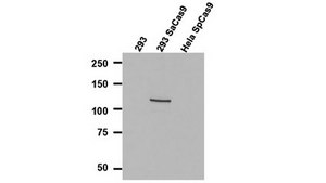Anti-Cas9 Antibody, N-terminal Antibody, clone 6H4 Antibody, S. aureus clone 6H4, from mouse