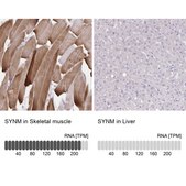 Anti-SYNM antibody produced in rabbit Prestige Antibodies® Powered by Atlas Antibodies, affinity isolated antibody, buffered aqueous glycerol solution