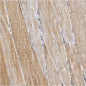 Anti-SnoN Antibody from rabbit, purified by affinity chromatography