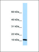 Anti-FAU antibody produced in rabbit affinity isolated antibody
