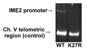 Anti-acetyl-Histone H3 (Lys27) Antibody serum, Upstate®
