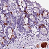 Monoclonal Anti-SCGN antibody produced in mouse Prestige Antibodies® Powered by Atlas Antibodies, clone CL0271, purified immunoglobulin, buffered aqueous glycerol solution