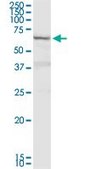 Anti-DTX2 antibody produced in rabbit purified immunoglobulin, buffered aqueous solution