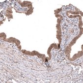 Monoclonal Anti-Wnt5A Antibody Produced In Mouse Prestige Antibodies® Powered by Atlas Antibodies, clone CL13683, affinity isolated antibody, buffered aqueous glycerol solution