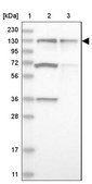 Anti-ZNF280D antibody produced in rabbit Prestige Antibodies® Powered by Atlas Antibodies, affinity isolated antibody, buffered aqueous glycerol solution