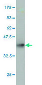 Monoclonal Anti-TTC8 antibody produced in mouse clone 700, purified immunoglobulin, buffered aqueous solution