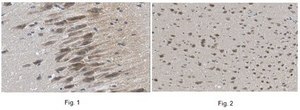 Anti-pro-BDNF Antibody, clone 5D4.1 clone 5D4.1, 1 mg/mL, from mouse