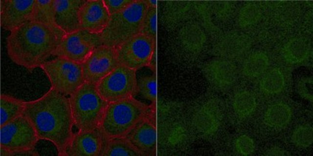Anti-N-cadherin Antibody, CT Antibody, clone 6A9.2 Antibody, Alexa Fluor&#8482; 488 Conjugate clone 6A9.2, from mouse, ALEXA FLUOR&#8482; 488
