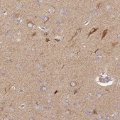 Anti-COX6C antibody produced in rabbit Prestige Antibodies® Powered by Atlas Antibodies, affinity isolated antibody, buffered aqueous glycerol solution