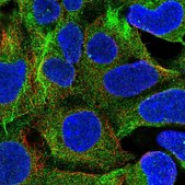 Anti-RB1CC1 antibody produced in rabbit Prestige Antibodies® Powered by Atlas Antibodies, affinity isolated antibody, buffered aqueous glycerol solution