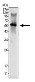 Anti-MATK Antibody, clone 9D7 ascites fluid, clone 9D7, from mouse